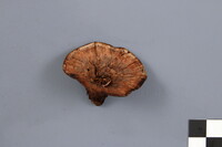 Hydnellum scrobiculatum image